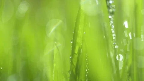 A close up view of a green plant covered in water droplets Stock Footage 277536760