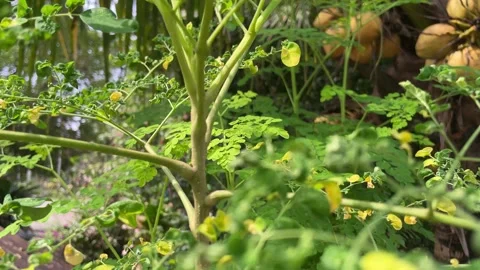 Close-up view of a green plant stem and leaves with a small green Stock Footage 328344379