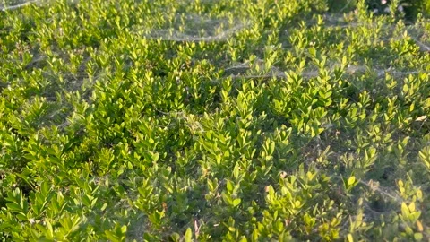 A close-up view of green plants covered in delicate spider webs, illuminated Stock-Footage 301560206