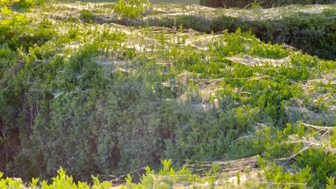 A close-up view of green plants covered in delicate spider webs Stockbeeldmateriaal 303828643