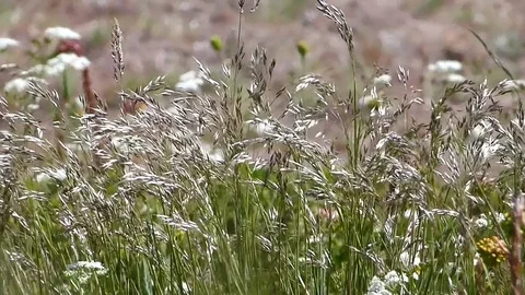 Close view of green plants with mountain background and flowers Stock Footage 75885904