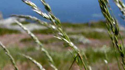 Close view of green plants with mountain background and flowers Stock Footage 75885964