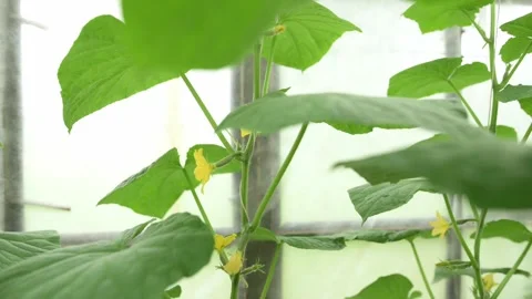 Close-up view of green plants with yellow flowers in a controlled environment Stockbeeldmateriaal 281535896