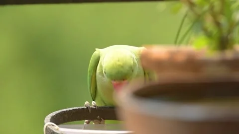 Close up view of the green rose-ringed (Psittacula krameri) parakeet. 스톡 동영상 238967472