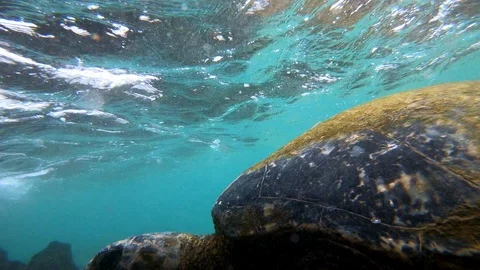 Close view of Green Sea Turtle on Hawaii Big Island, slow motion 4K Stockbeeldmateriaal 98427872