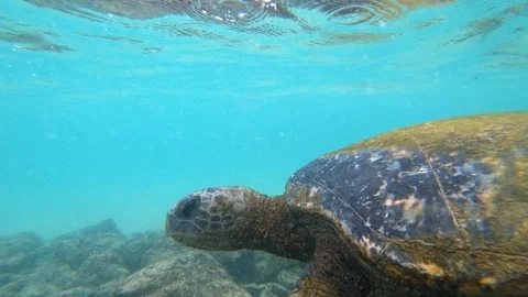 Close view of Green Sea Turtle looking up to ocean surface, slow motion 4K Stock Footage 98427972