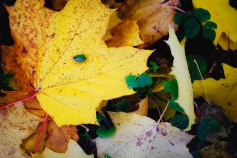 Close up view of a green shield bug or stink bug on autumn maple leaf. Green  Stock Photos