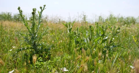 Close up view of a green thistle in a meadow fluttering in breeze Stock Footage 262634603