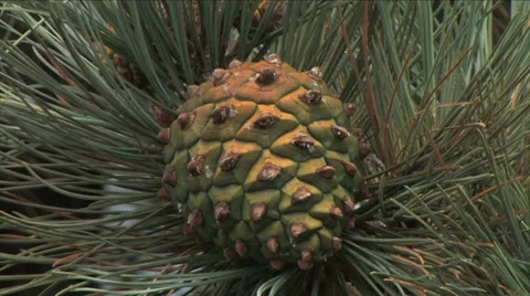 Close up view of a green Torrey Pine Cone 스톡 동영상 38317456