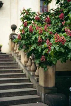 Close-up view of the green tree with blooming pink flowers at the blurred Stock-Fotos