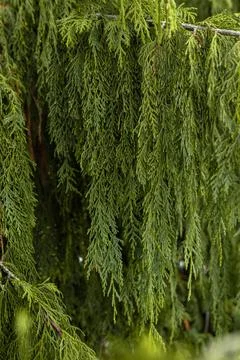 Close view of green tree branches showing detailed leaves in a natural outd.. Stock Photos