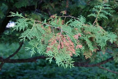 Close-up view of green tree branches with some brown parts during daylight in a Stock Photos