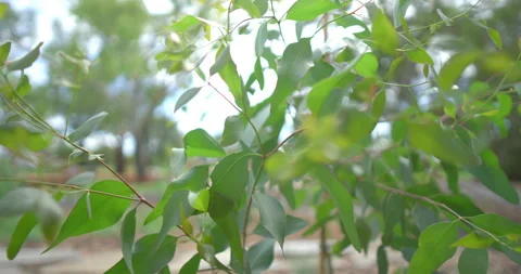 Close-up view of green tree leaves bendi... | Stock Video | Pond5