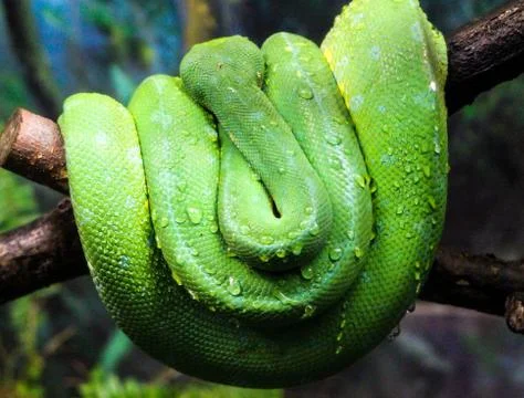 Close-up view of a green tree python Morelia viridis Foto stock