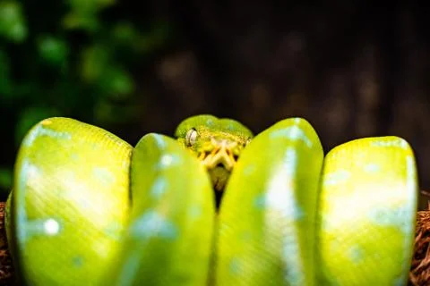 A close-up view of a green tree python slithering on a tree sleeping eyes dof Stock Photos