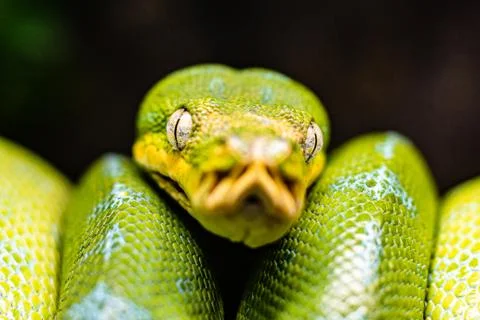 A close-up view of a green tree python slithering on a tree sleeping eyes dof Stock Photos