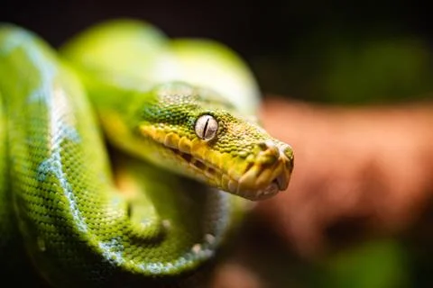 A close-up view of a green tree python slithering on a tree sleeping eyes dof Foto stock