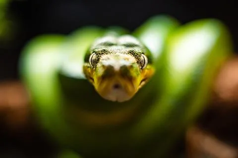A close-up view of a green tree python slithering on a tree sleeping eyes dof Photos