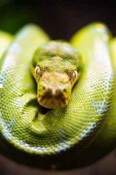 A close-up view of a green tree python slithering on a tree sleeping eyes dof Photos