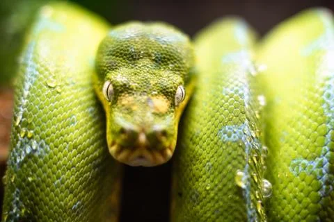 A close-up view of a green tree python slithering on a tree sleeping eyes dof 写真素材