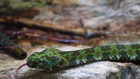 Close view of a green viper  Video stock 254129084