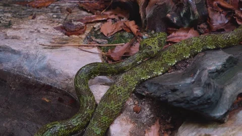 Close view of a green viper snake Stock Footage 253737381