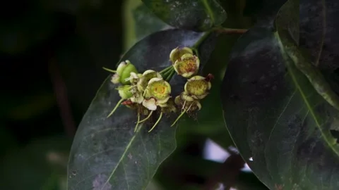 Close up view of green water apple flower buds blooming gracefully amidst d.. Stock Footage 344753363