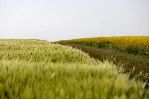 Close up view with green wheat and rapeseed flowers (Brassica napus) field. Stock Photos