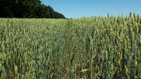 Close-up view of a green wheat field under clear blue sky, with a narrow path Stock Footage 311012413