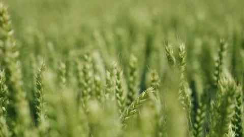 Close-up view of green wheat field with soft focus showcasing growth potential Stock Footage 313333847