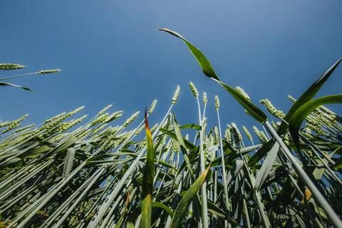 Close-up view of green wheat plants growing in a field under a clear blue s.. Foto stock