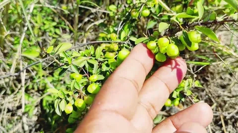 Close Up View Of Green Wild Berries Growing On Shrub 库存影片 333542650