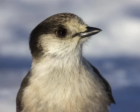 Close-up view of a grey jay showing intricate feather details in natural li.. Stock Photos