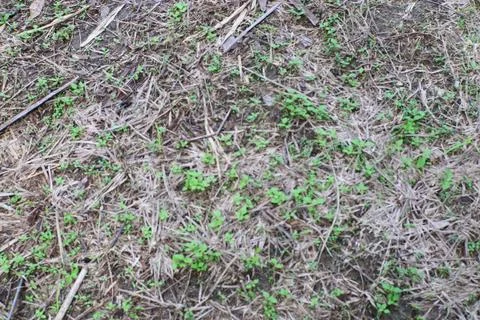 Close-up view of ground covered with dry grass and small green plants growing Stock Photos