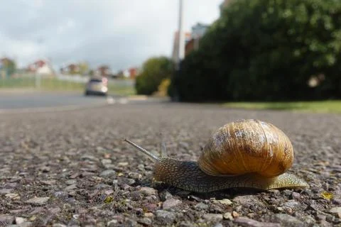 Close view from ground level of a garden snail (Cornu aspersum) on path Stock Photos