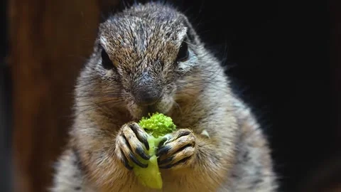 Close view of a ground squirrel Stock Footage 263602504