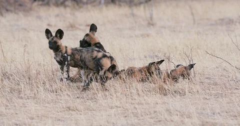 Close-up view of a group of African wild dog pups looking into the distance Stock Footage 118313578