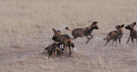 Close-up view of a group of African wild dog pups playing and interacting Stock Footage 118316789