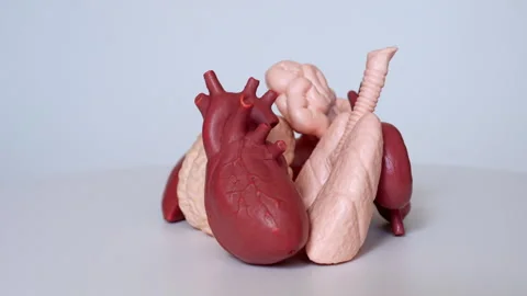 Close-Up View of Group of Anatomical Models on Rotating Turntable Stock Footage 285053990