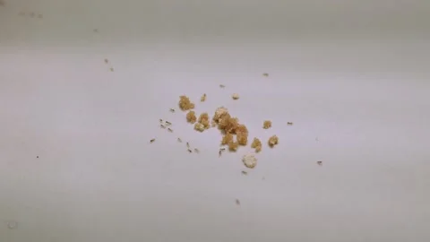 Close-up view of a group of ants swarming ants poison bait at home. 動画素材 328001961