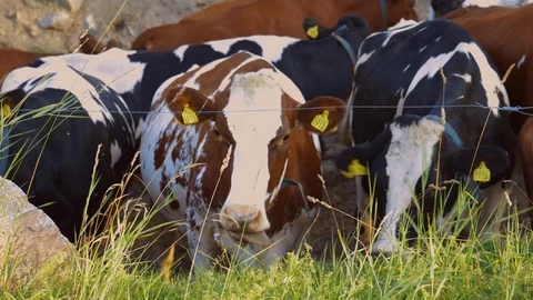 Close up view of group of cute cows isolated. Beautiful animals background. Stock Footage 113543593