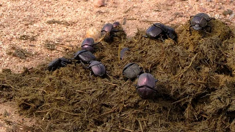 Close view of group of dung beetles collecting elephant dung in South Stock Footage 121934528