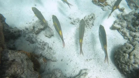 Close up view to group of fish schooling Gnathodentex in AROA lagoon Rarotonga C Stock Footage 244115984
