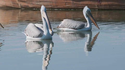 Close view to a group of pelicans Stock Footage 119537032