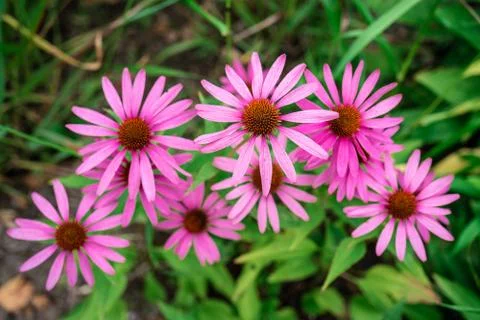 Close Up View of a Group of Pink Daisy Flowers Stock Photos