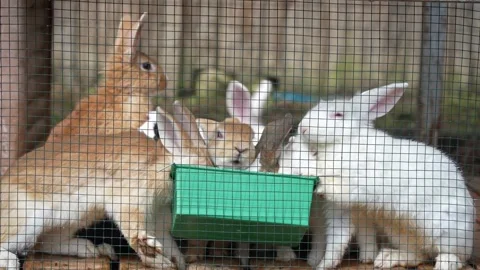 Close-up view of the a group of rabbits eating fodder in the cage Vidéo 252198244