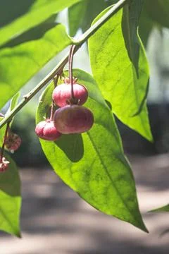 Close up view of a group of raw mini Garcinia fruits Stock Photos