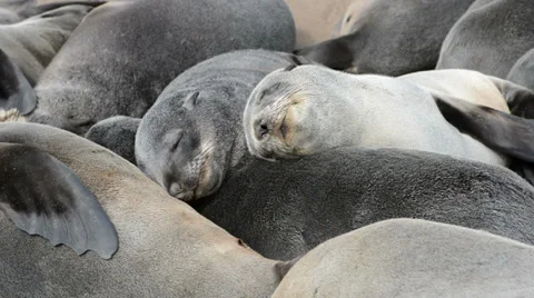 Close up view of a group of small sleeping fur seals Stock Footage 32684650