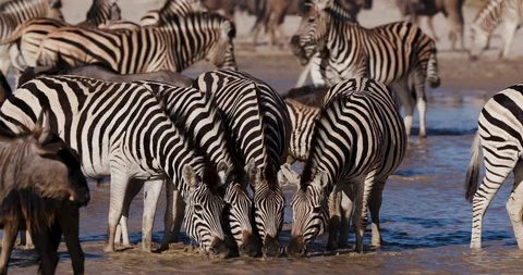 Close-up view of a group of Zebras and wildebeest drinking at a waterhole on the Stock Footage 106747155