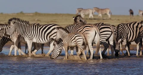 Close-up view of a group of Zebras and wildebeest drinking at a waterhole on the Stock Footage 106748008